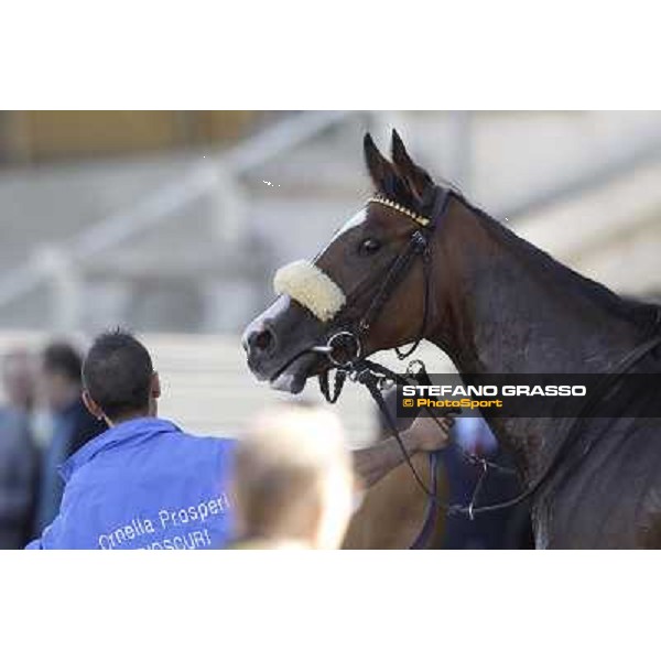Margo Tango after the finish of the Premio Zambla Milano - San Siro racetrack, 9th oct. 2011 ph.Stefano Grasso