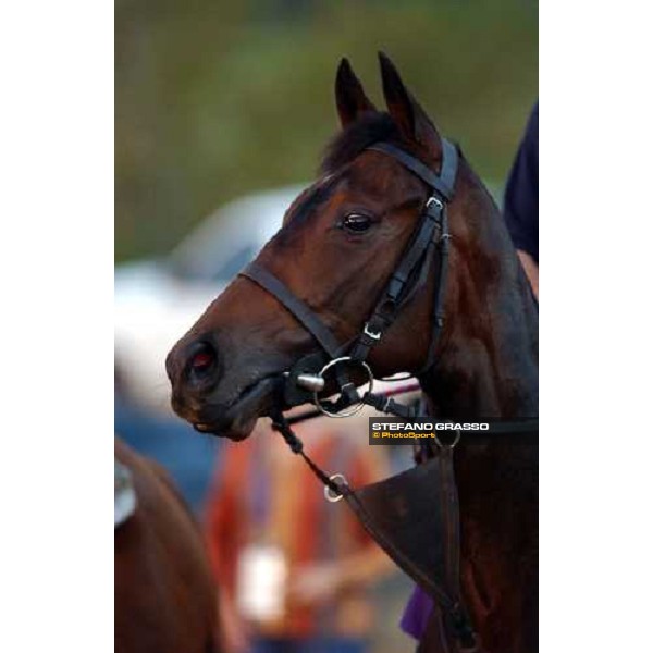 close up for Ouija Board at Lone Star Park Dallas, 28th october 2004 ph. Stefano Grasso