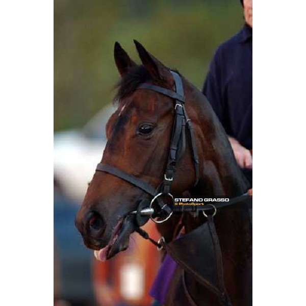 close up for Ouija Board during morning works at Lone Star Park Dallas, 28th october 2004 ph. Stefano Grasso