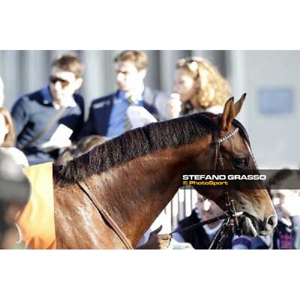 close up for Lui e La Luna Milano - San Siro racetrack, 9th oct. 2011 ph.Stefano Grasso