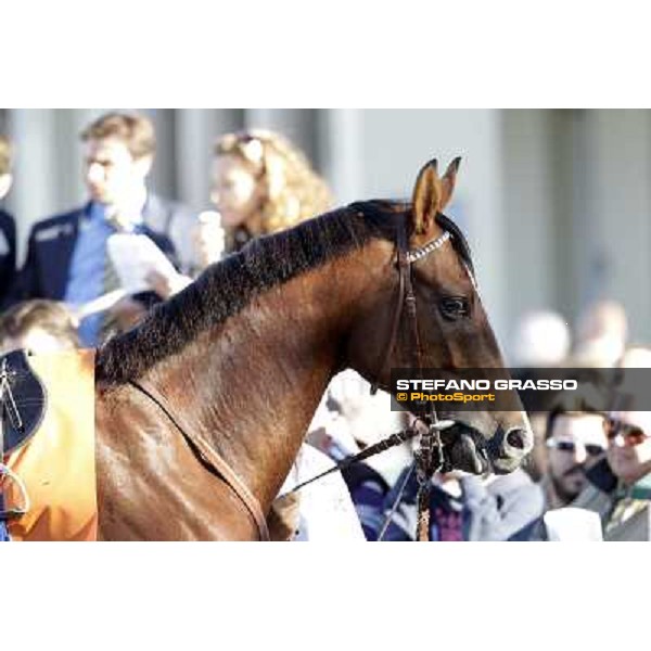 close up for Lui e La Luna Milano - San Siro racetrack, 9th oct. 2011 ph.Stefano Grasso