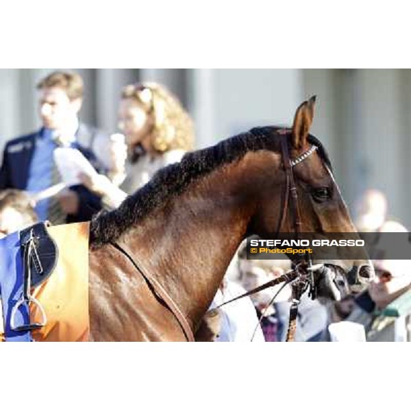 close up for Lui e La Luna Milano - San Siro racetrack, 9th oct. 2011 ph.Stefano Grasso