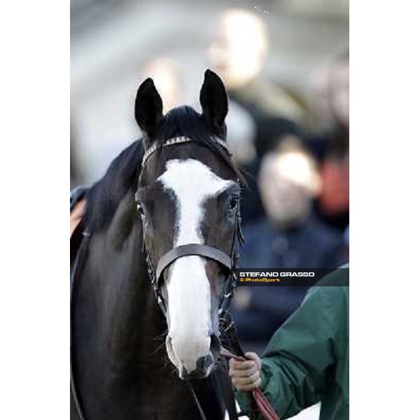 close up for Vedelago Milano - San Siro racetrack, 9th oct. 2011 ph.Stefano Grasso