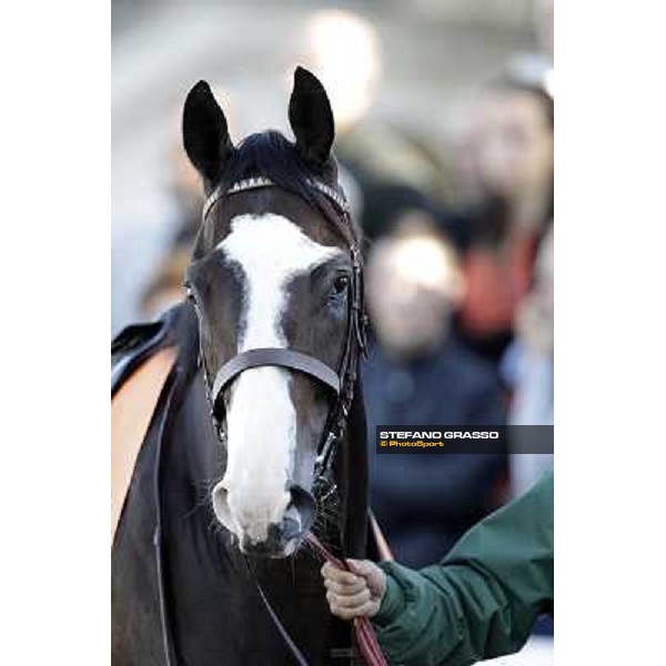 close up for Vedelago Milano - San Siro racetrack, 9th oct. 2011 ph.Stefano Grasso