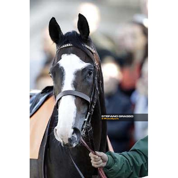 close up for Vedelago Milano - San Siro racetrack, 9th oct. 2011 ph.Stefano Grasso