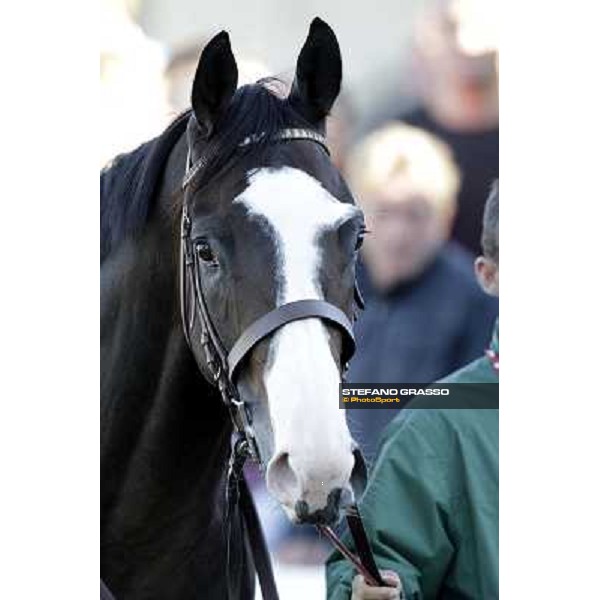 close up for Vedelago Milano - San Siro racetrack, 9th oct. 2011 ph.Stefano Grasso