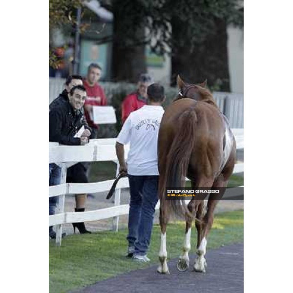 Choisir Shadow returns home after winning the Criterium Nazionale Milano - San Siro racetrack, 9th oct. 2011 ph.Stefano Grasso
