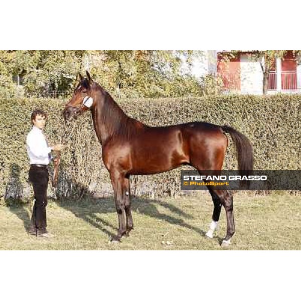 Rodolfo Park, m. Varenne and Mistery Flight, Top Price sold at Euro 65.000 Anact - Selecting trotting yearlings sale Settimo Milanese (MI), 17th oct. 2011 ph.Stefano Grasso