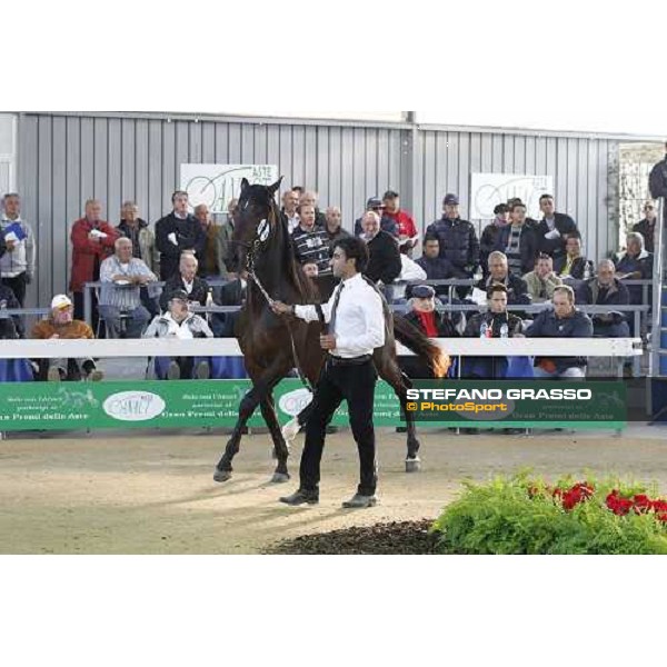 Rodolfo Park, m. Varenne and Mistery Flight, Top Price sold at Euro 65.000 Anact - Selecting trotting yearlings sale Settimo Milanese (MI), 17th oct. 2011 ph.Stefano Grasso