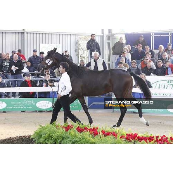 Rodolfo Park, m. Varenne and Mistery Flight, Top Price sold at Euro 65.000 Anact - Selecting trotting yearlings sale Settimo Milanese (MI), 17th oct. 2011 ph.Stefano Grasso