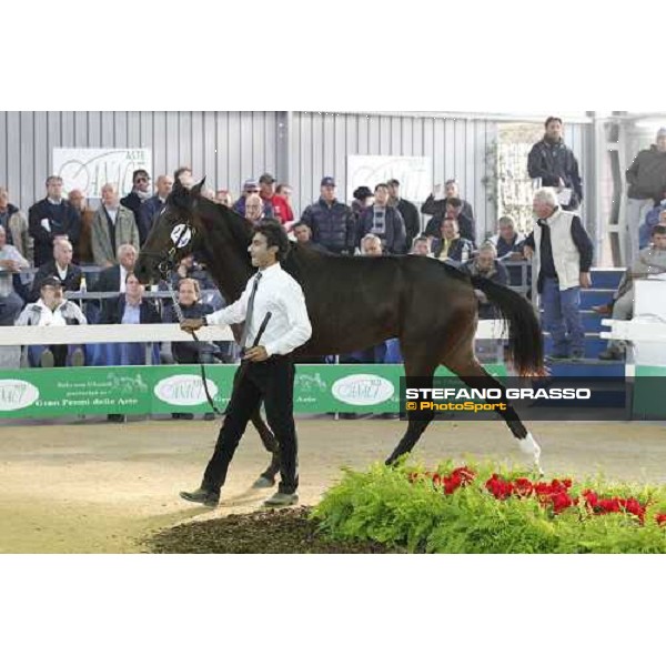 Rodolfo Park, m. Varenne and Mistery Flight, Top Price sold at Euro 65.000 Anact - Selecting trotting yearlings sale Settimo Milanese (MI), 17th oct. 2011 ph.Stefano Grasso