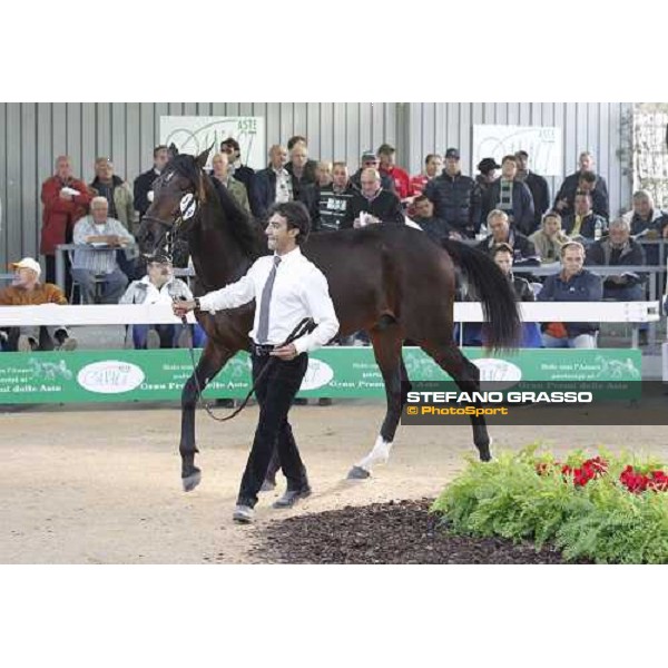 Rodolfo Park, m. Varenne and Mistery Flight, Top Price sold at Euro 65.000 Anact - Selecting trotting yearlings sale Settimo Milanese (MI), 17th oct. 2011 ph.Stefano Grasso