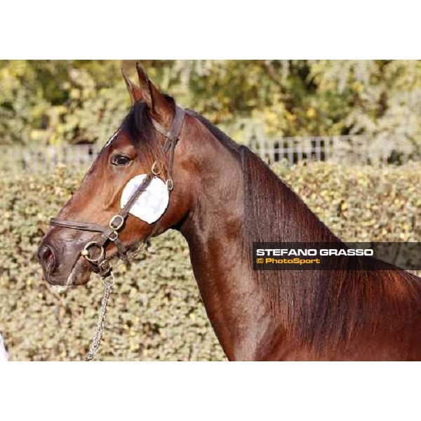Rodolfo Park, m. Varenne and Mistery Flight, Top Price sold at Euro 65.000 Anact - Selecting trotting yearlings sale Settimo Milanese (MI), 17th oct. 2011 ph.Stefano Grasso