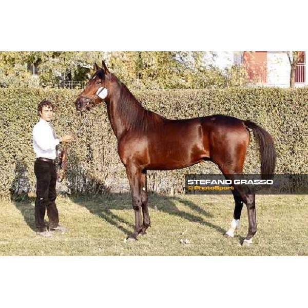 Rodolfo Park, m. Varenne and Mistery Flight, Top Price sold at Euro 65.000 Anact - Selecting trotting yearlings sale Settimo Milanese (MI), 17th oct. 2011 ph.Stefano Grasso