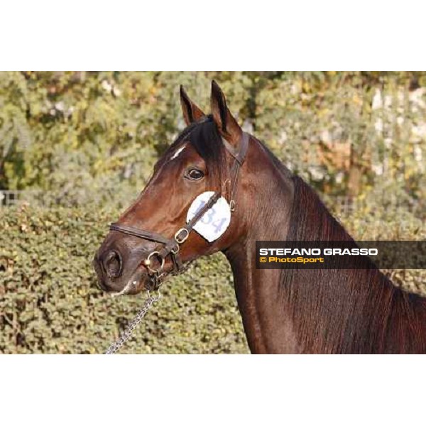 Rodolfo Park, m. Varenne and Mistery Flight, Top Price sold at Euro 65.000 Anact - Selecting trotting yearlings sale Settimo Milanese (MI), 17th oct. 2011 ph.Stefano Grasso
