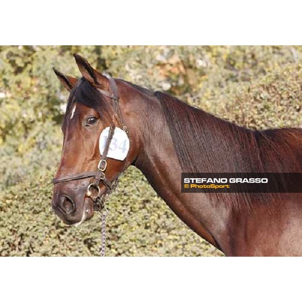Rodolfo Park, m. Varenne and Mistery Flight, Top Price sold at Euro 65.000 Anact - Selecting trotting yearlings sale Settimo Milanese (MI), 17th oct. 2011 ph.Stefano Grasso