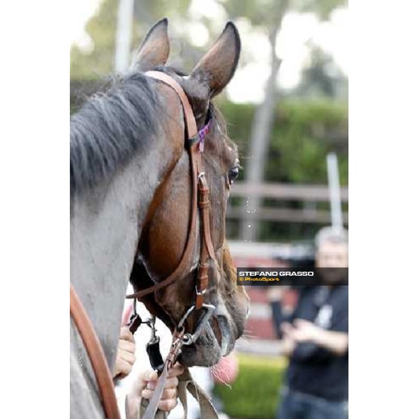 a portrait for Quiza Quiza Quiza winner of the Premio Lydia Tesio Longines Rome, 23rd oct. 2011 ph.Stefano Grasso