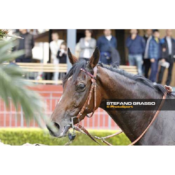 a portrait for Quiza Quiza Quiza winner of the Premio Lydia Tesio Longines Rome, 23rd oct. 2011 ph.Stefano Grasso