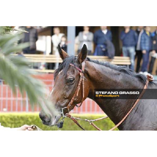 a portrait for Quiza Quiza Quiza winner of the Premio Lydia Tesio Longines Rome, 23rd oct. 2011 ph.Stefano Grasso