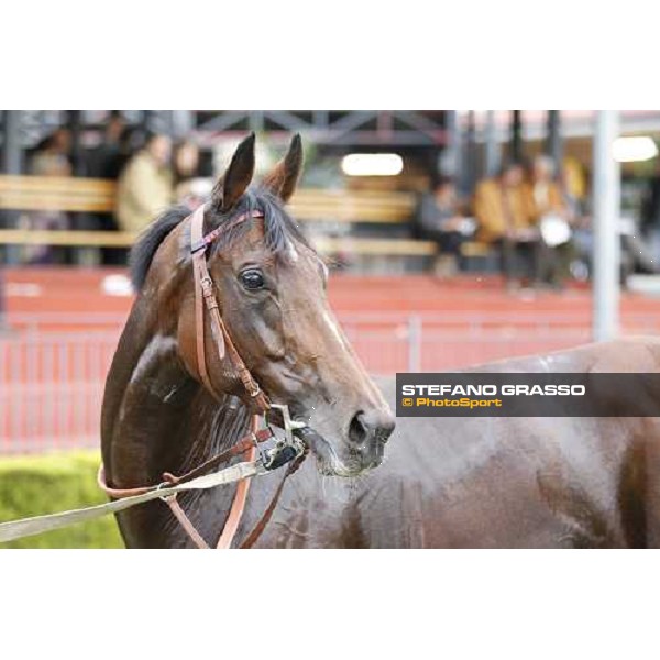 a portrait for Quiza Quiza Quiza winner of the Premio Lydia Tesio Longines Rome, 23rd oct. 2011 ph.Stefano Grasso