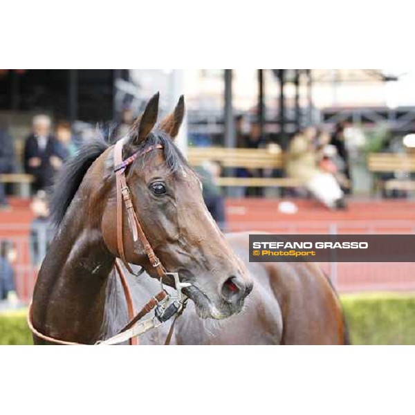 a portrait for Quiza Quiza Quiza winner of the Premio Lydia Tesio Longines Rome, 23rd oct. 2011 ph.Stefano Grasso
