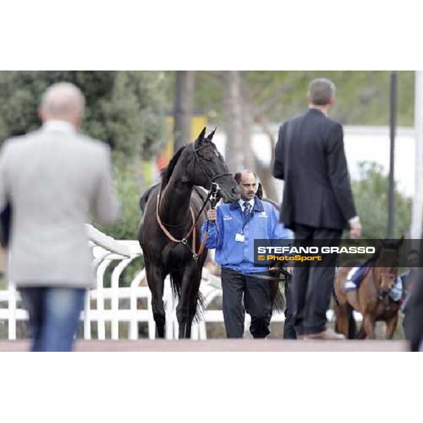 Modeyra walking before the Premio Lydia Tesio Longines Rome, 23rd oct. 2011 ph.Stefano Grasso