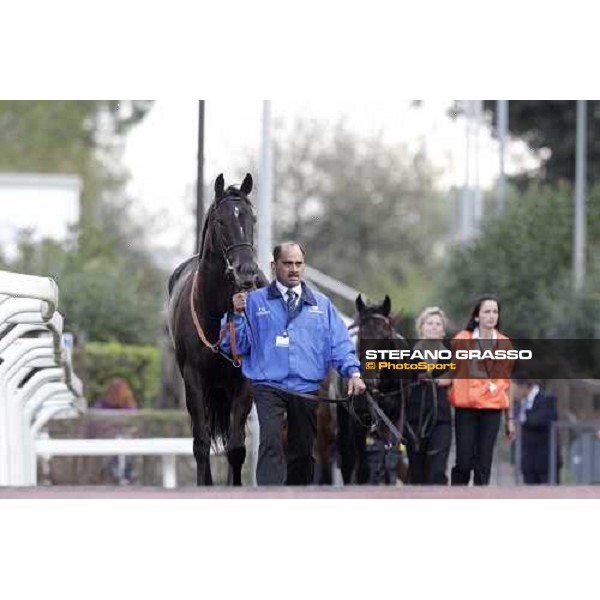 Modeyra walking before the Premio Lydia Tesio Longines Rome, 23rd oct. 2011 ph.Stefano Grasso