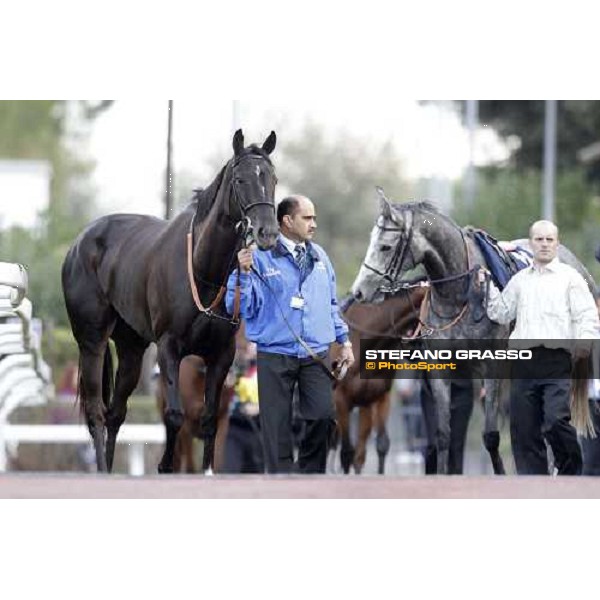 Modeyra walking before the Premio Lydia Tesio Longines Rome, 23rd oct. 2011 ph.Stefano Grasso