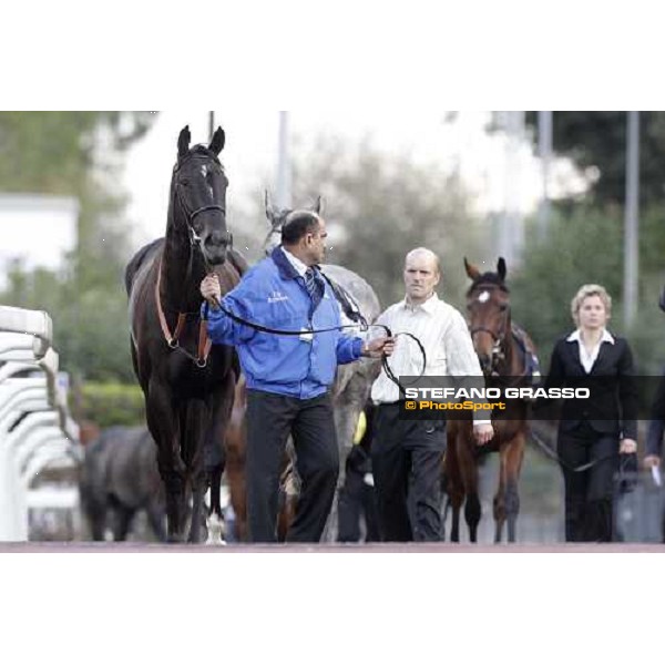 Modeyra walking before the Premio Lydia Tesio Longines Rome, 23rd oct. 2011 ph.Stefano Grasso