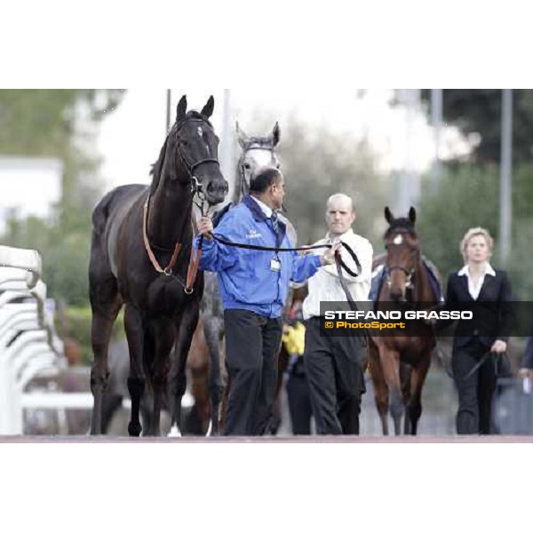 Modeyra walking before the Premio Lydia Tesio Longines Rome, 23rd oct. 2011 ph.Stefano Grasso