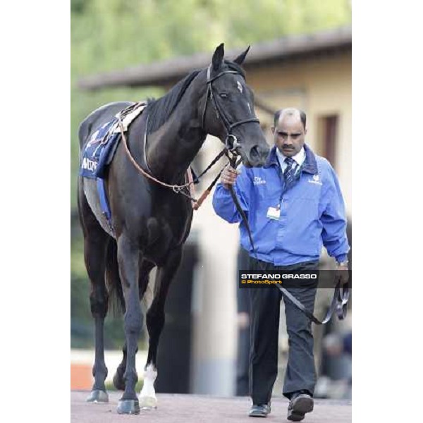 Modeyra walking before the Premio Lydia Tesio Longines Rome, 23rd oct. 2011 ph.Stefano Grasso