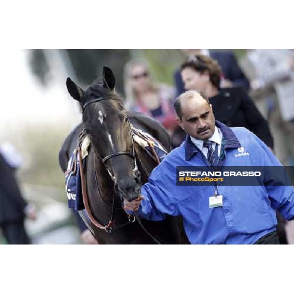 Modeyra walking before the Premio Lydia Tesio Longines Rome, 23rd oct. 2011 ph.Stefano Grasso