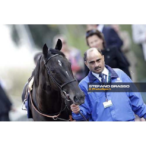 Modeyra walking before the Premio Lydia Tesio Longines Rome, 23rd oct. 2011 ph.Stefano Grasso
