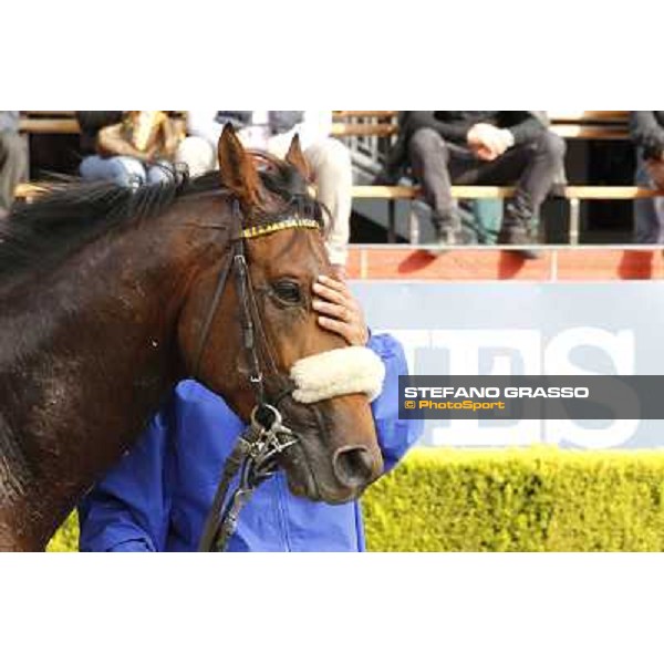 a close up for Regarde Moi winner of the Premio Nearco Rome, 23rd oct. 2011 ph.Stefano Grasso