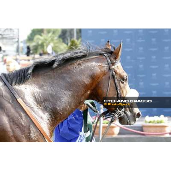 a close up for Regarde Moi winner of the Premio Nearco Rome, 23rd oct. 2011 ph.Stefano Grasso