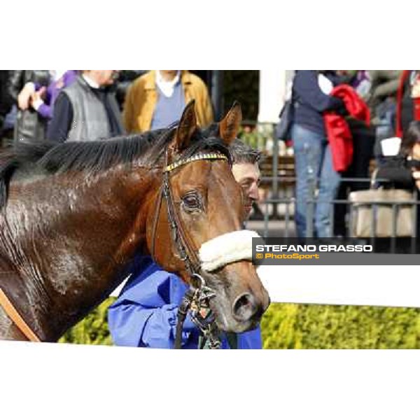 a close up for Regarde Moi winner of the Premio Nearco Rome, 23rd oct. 2011 ph.Stefano Grasso