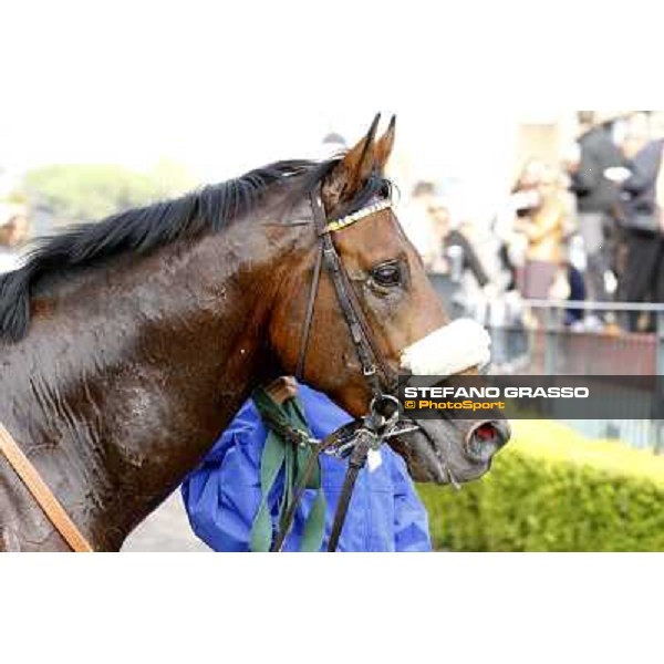 a close up for Regarde Moi winner of the Premio Nearco Rome, 23rd oct. 2011 ph.Stefano Grasso