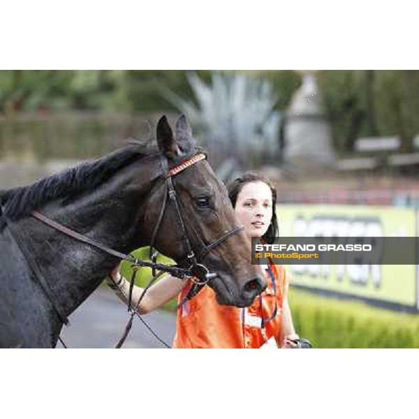 Tesey walking after winning the Premio Conte Felice Scheibler Rome, 23rd oct. 2011 ph.Stefano Grasso