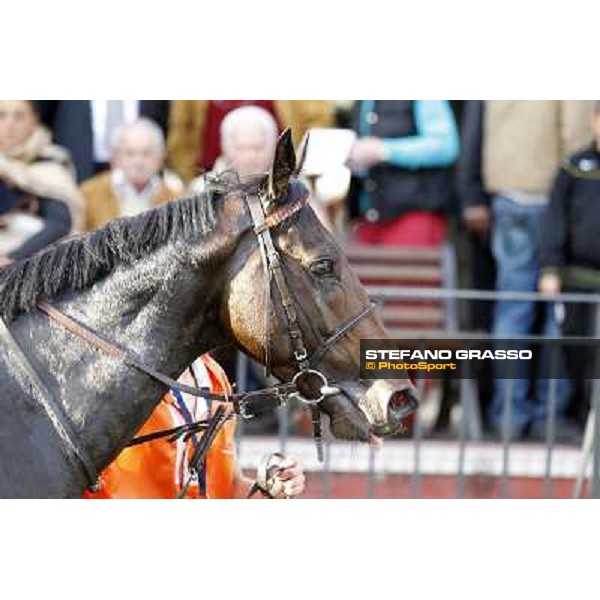 Tesey walking after winning the Premio Conte Felice Scheibler Rome, 23rd oct. 2011 ph.Stefano Grasso