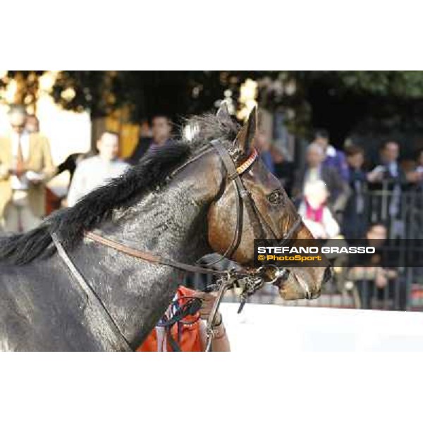 Tesey walking after winning the Premio Conte Felice Scheibler Rome, 23rd oct. 2011 ph.Stefano Grasso