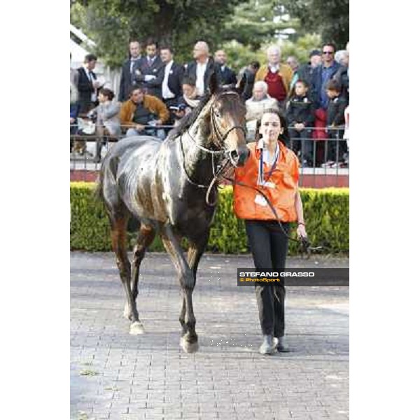 Tesey walking after winning the Premio Conte Felice Scheibler Rome, 23rd oct. 2011 ph.Stefano Grasso