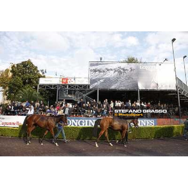 horses return home after the race Rome, 23rd oct. 2011 ph.Stefano Grasso