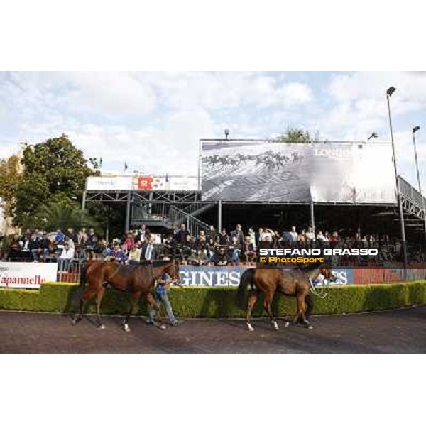 horses return home after the race Rome, 23rd oct. 2011 ph.Stefano Grasso