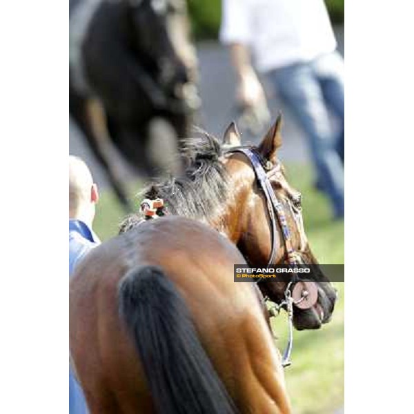 Star Kodiak walking after winning the Premio Ubaldo Pandolfi Rome, 23rd oct. 2011 ph.Stefano Grasso
