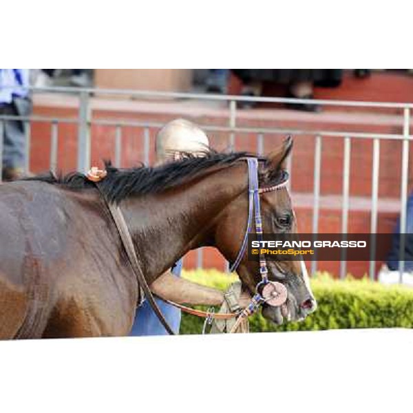 Star Kodiak walking after winning the Premio Ubaldo Pandolfi Rome, 23rd oct. 2011 ph.Stefano Grasso