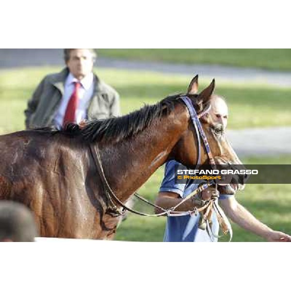 Star Kodiak walking after winning the Premio Ubaldo Pandolfi Rome, 23rd oct. 2011 ph.Stefano Grasso