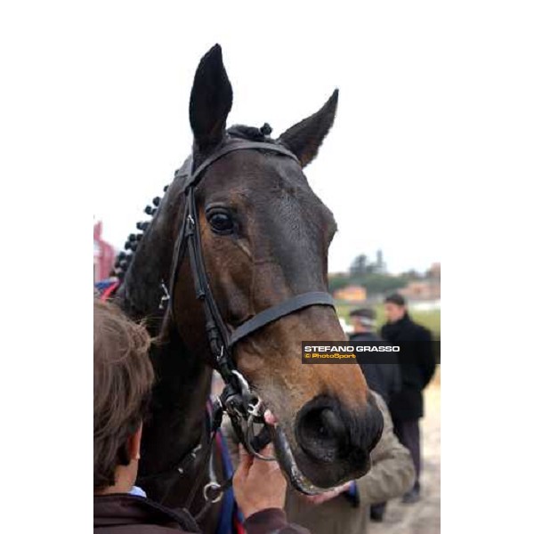 close up for Cardenas 54° Gran Corsa Siepi Roma -Capannelle february 15 2004 ph. Stefano Grasso
