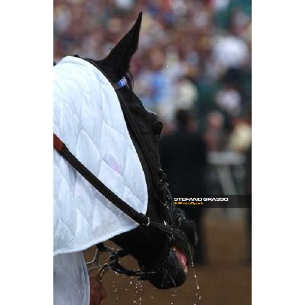 close up for Better Talk Now winner of Jonh Deere Breeders\' Cup Turf Dallas 30th october 2004 ph. Stefano Grasso
