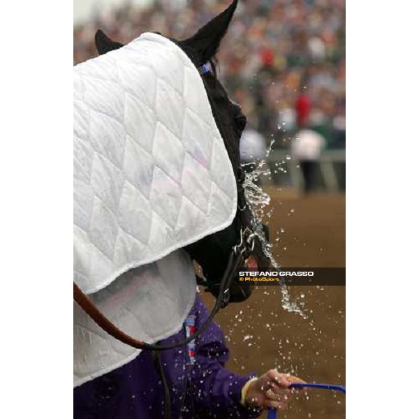 close up for Better Talk Now winner of Jonh Deere Breeders\' Cup Turf Dallas 30th october 2004 ph. Stefano Grasso