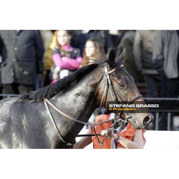 a portrait for Tesey walking after winning the Premio Conte Felice Scheibler Rome, 23rd oct. 2011 ph.Stefano Grasso
